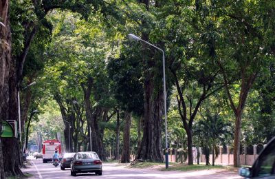 Prominent feature: Angsana trees line Scotland Road and Macalister Road.