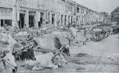 Old ways: Bullock carts were a common sight as it was used to ferry people and goods.