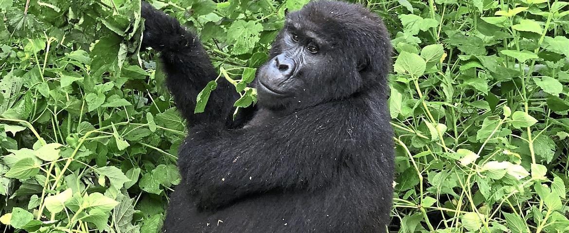 gorillas
