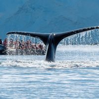 Photo courtesy of Alex Tan