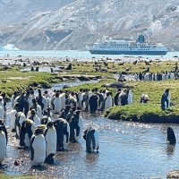 A colony of penguins at Fortuna Bay in South Georgia, with the MS Seaventure in the background. — WONG CHUN WAI