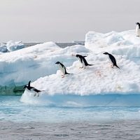 Danger Islands, Antarctica. Photo courtesy of Polar Latitudes