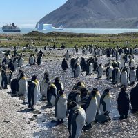 At Fortuna Bay, South Georgia.