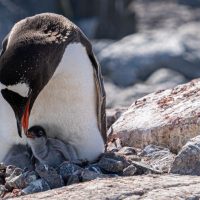 Jougla Point, Antarctica. Photo courtesy of Polar Latitudes