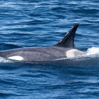 Orcas. Photo courtesy of Polar Latitudes