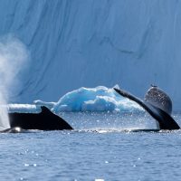 Photo courtesy of Alex Tan